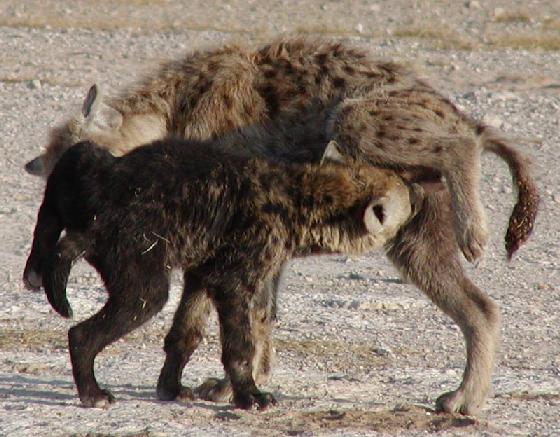 hyena menyambut upacara penyapaan